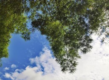 Low angle view of trees against sky