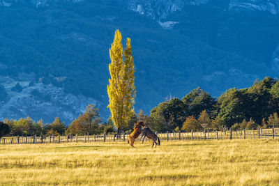 Scenic view of field