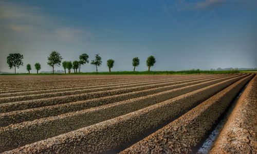 Scenic view of agricultural field against sky