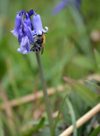 Close-up of bee pollinating on flower