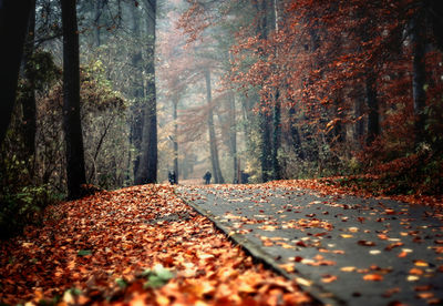 Road amidst trees in forest during autumn