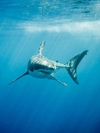 Great white shark swimming underwater