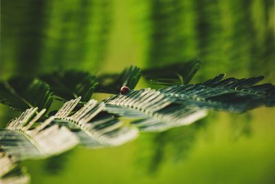 Close-up of plant growing on field