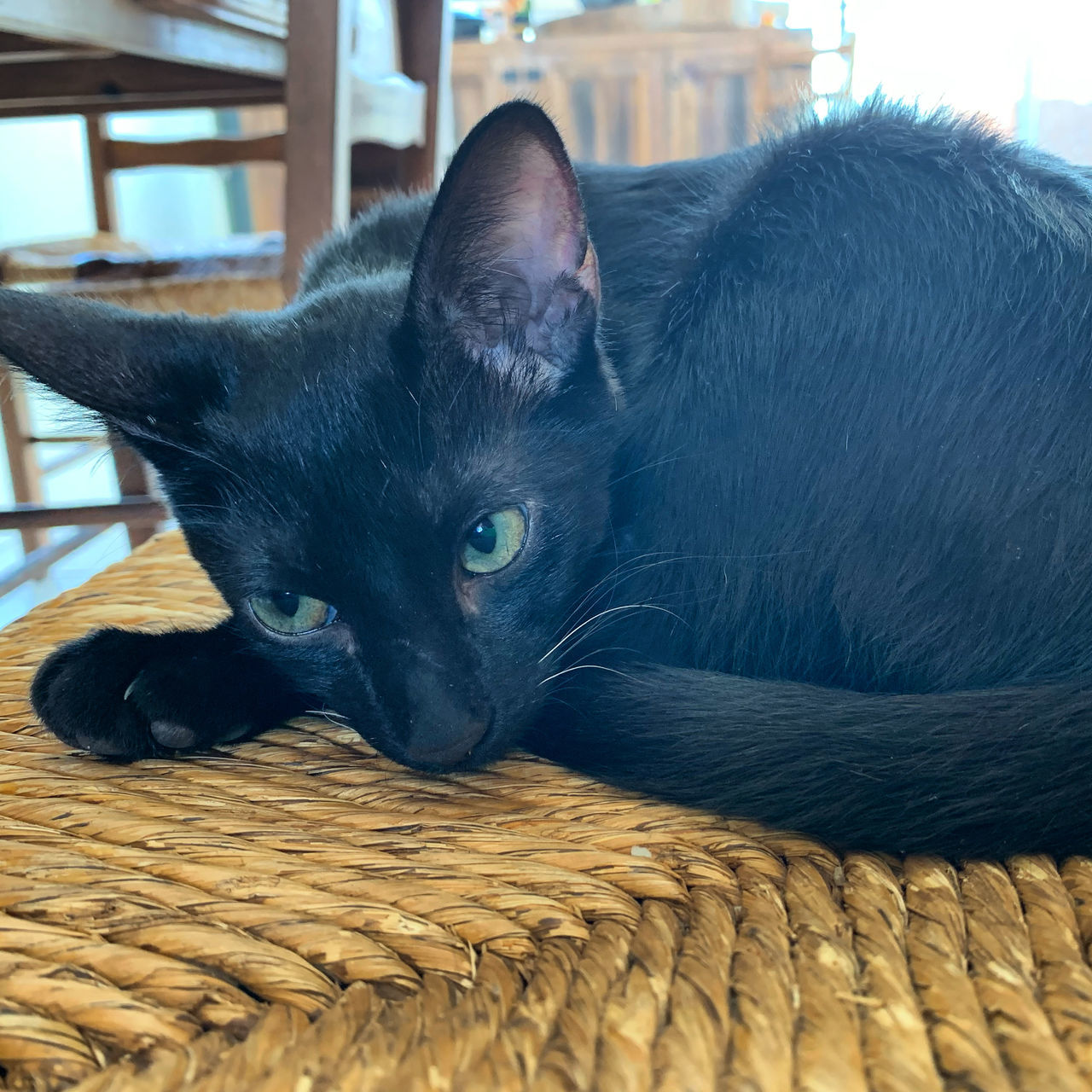 CLOSE-UP OF CAT RESTING