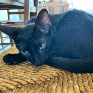 Close-up portrait of a cat