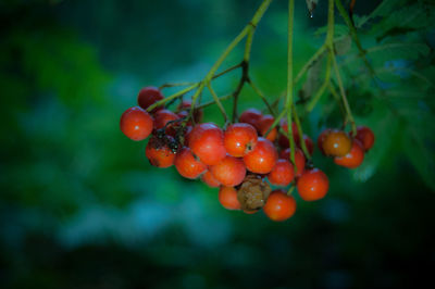 Close-up of red berries on tree