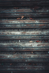 Close-up of bird on rusty metal