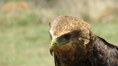 Close-up portrait of a bird