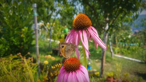 Close-up of butterfly pollinating on purple flower