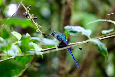 Hummingbird perching on plant