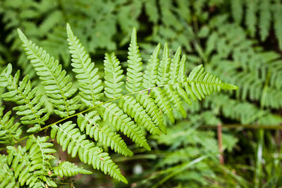 Fern plants