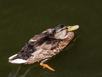 High angle view of duck swimming on lake