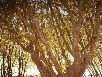 Low angle view of trees