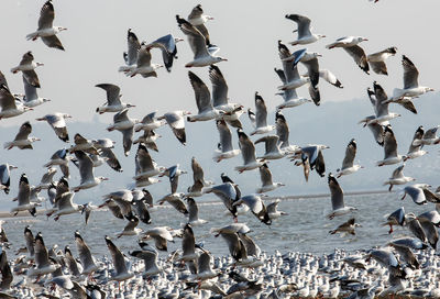 Low angle view of flock of birds flying against sky