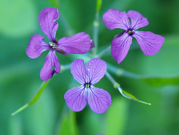 Close-up of purple flowering plant