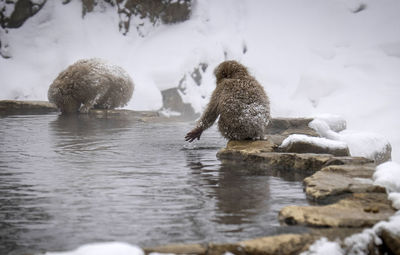 View of monkeys  in lake during winter