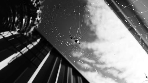 Close-up of spider on web against window