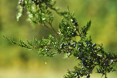 Close-up of tree branch