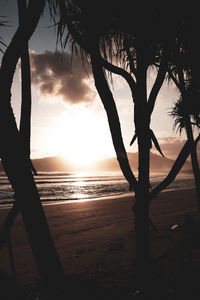 Silhouette trees on beach against sky during sunset