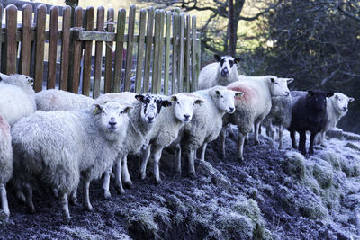 Sheep on field