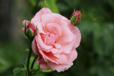 Close-up of pink rose