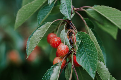 Close-up of berries on plant