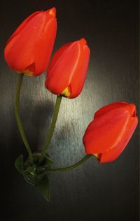 Close-up of red flower over black background