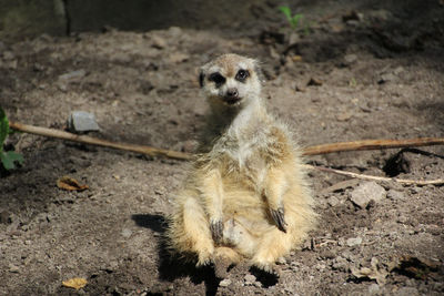 High angle portrait of rabbit on field