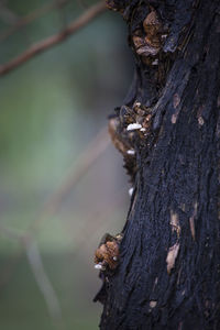 Close-up of mushroom growing on tree trunk in forest