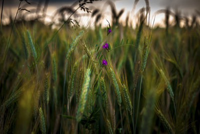 Close-up of stalks in wheat field