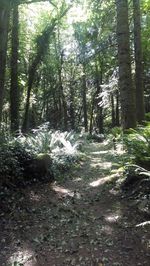 Trees in forest