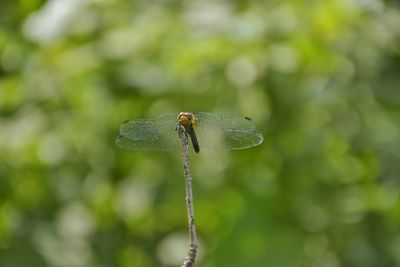 Close-up of dragonfly on plant