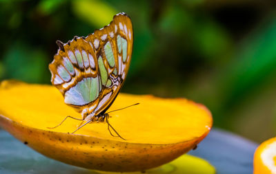 Close-up of butterfly pollinating flower