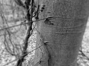 Close-up of tree trunk