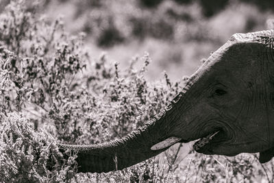 Close-up of elephant on land