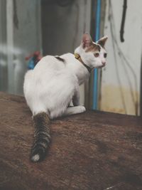 Cat lying on floor at home