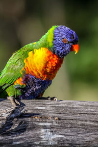 Close-up of parrot perching on wood