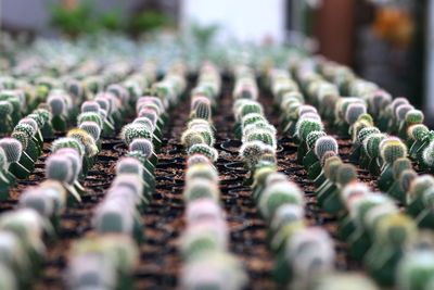 Cactus garden