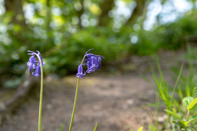 Close-up of purple flowering plant on field