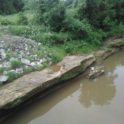 Scenic view of river stream amidst trees