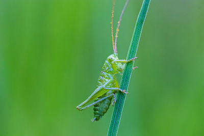 Close-up of insect on leaf