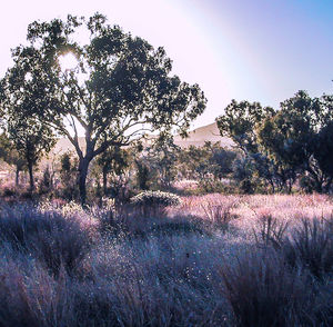 Purple flowering plants on field against clear sky