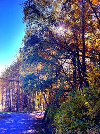 Low angle view of trees