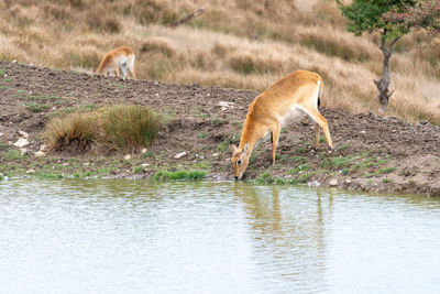 Deer drinking from a watering hole