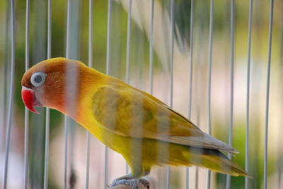 Close-up of parrot in cage