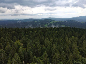 Scenic view of pine trees against sky