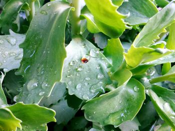 Full frame shot of wet leaves