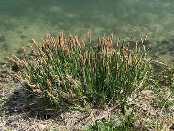 High angle view of succulent plant on field