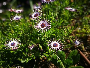 Close-up of purple flowers blooming outdoors