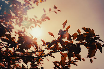 leaf